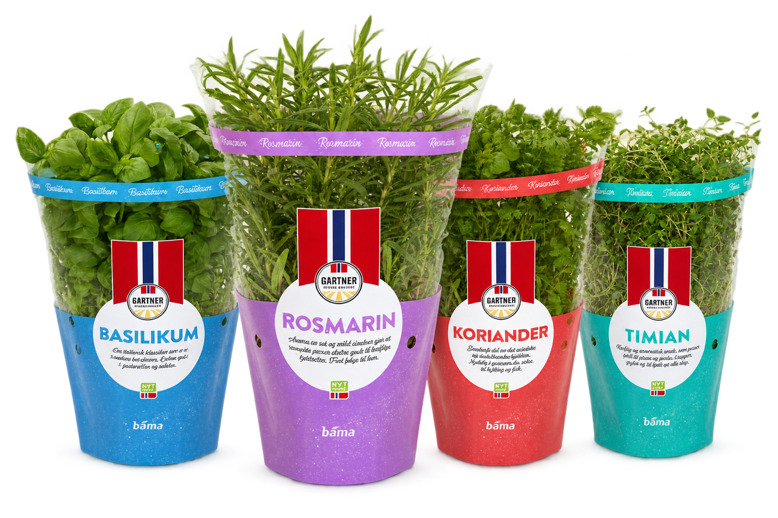 Rosmarin 12cm Stor Potte